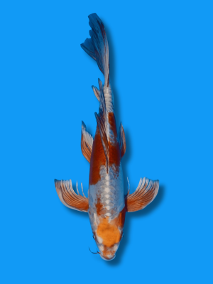 Butterfly Doitsu Kogane Ochiba | Koi&Co.